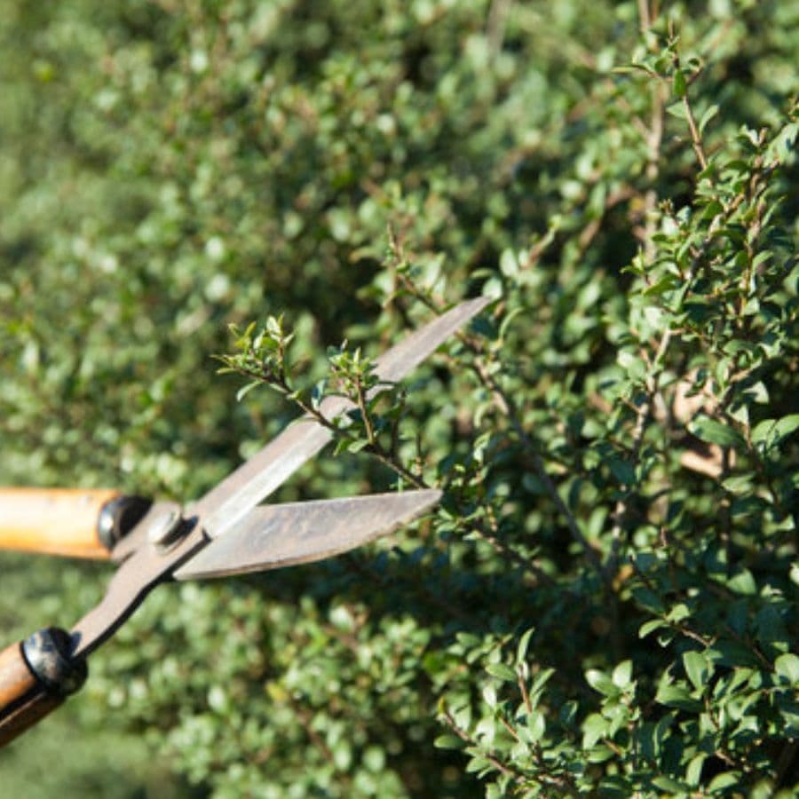 庭木剪定 知多市 | 知多市で庭木剪定ならお庭の窓口知多市