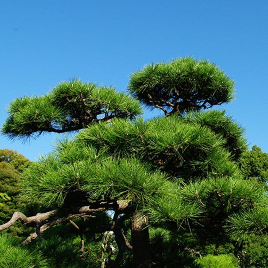 松の木剪定・伐採 知多市 | 知多市で松の木剪定・伐採ならお庭の窓口知多市