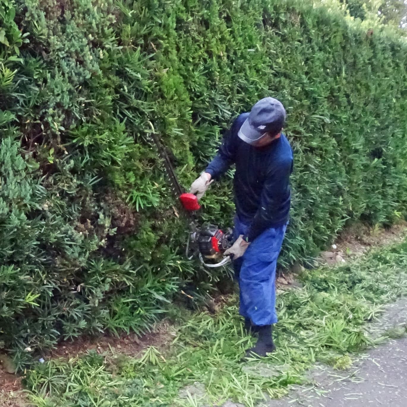 生垣剪定 知多市 | 知多市で生垣剪定ならお庭の窓口知多市