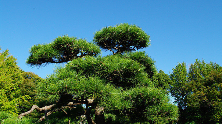 工事完成 | 知多市で庭木の剪定・伐採ならお庭の窓口知多市