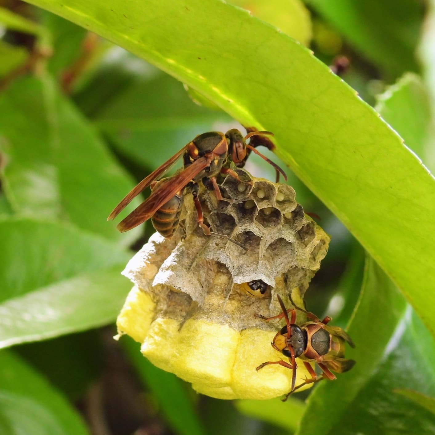 蜂の巣駆除 知多市 | 知多市で蜂の巣駆除ならお庭の窓口知多市