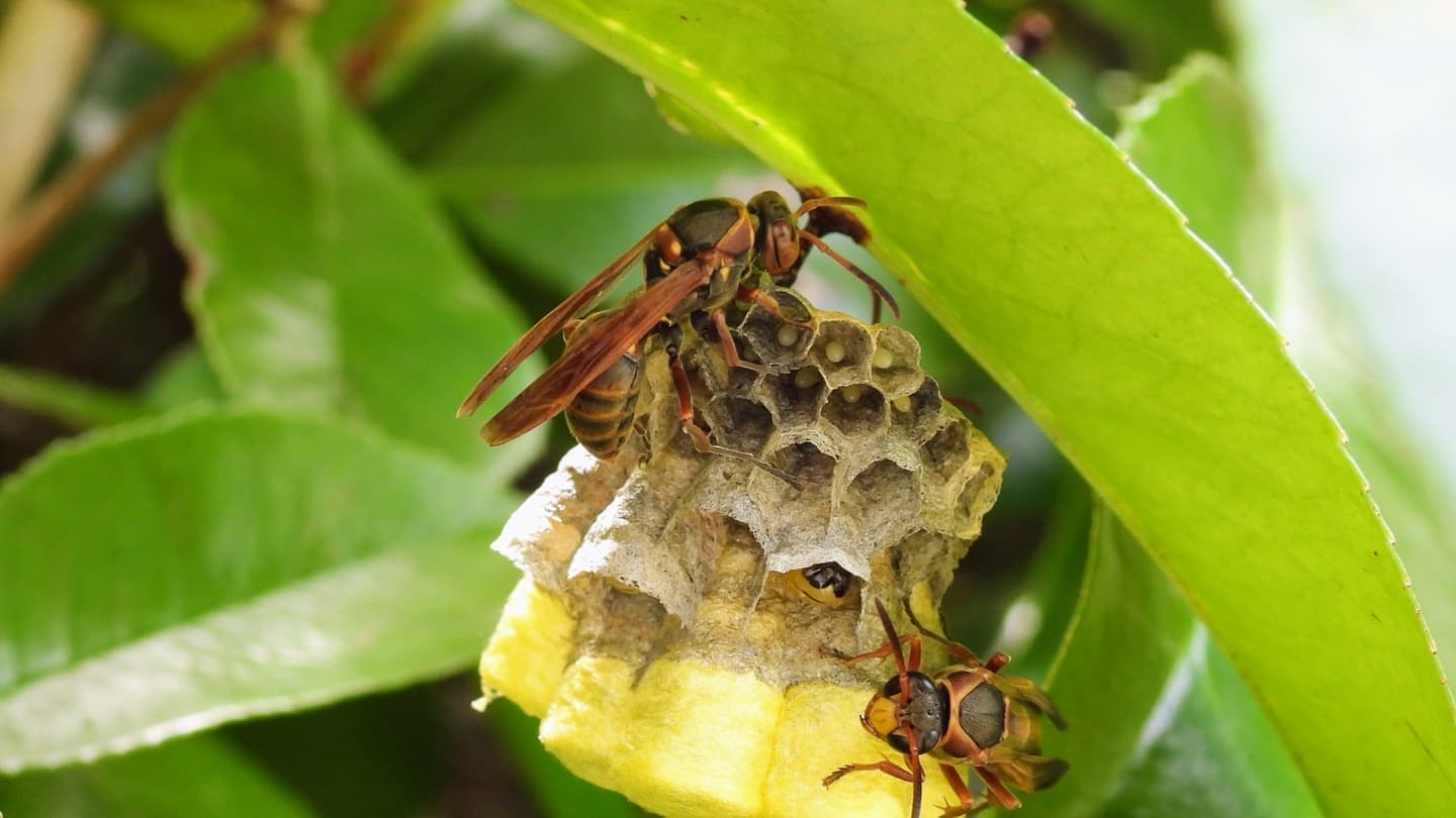 蜂の巣駆除 知多市 | 知多市で蜂の巣駆除ならお庭の窓口知多市